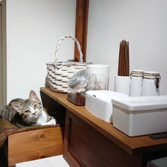 猫と暮らす/猫とインテリア/木工/1×4材diy/DIY/簡単DIY/... キッチン側のクロス...
やっぱり落ち着…