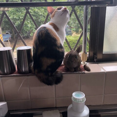 三毛猫のおんなのこ/子猫/LIMIAペット同好会/にゃんこ同好会 いつの間にか、キッチンの窓際にもピョンと…(1枚目)