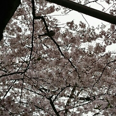 おでかけ 上野公園にお花見🌸に行って来ました
桜は…(2枚目)