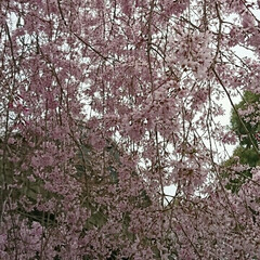 おでかけ 上野公園にお花見🌸に行って来ました
桜は…(1枚目)