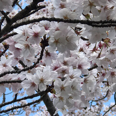 お花見/桜/春うらら いつもの吉原分校から近くを探索していたら…(2枚目)