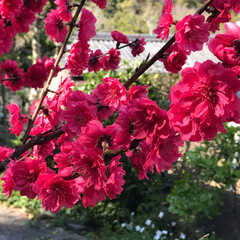 お花見/桜/春うらら いつもの吉原分校から近くを探索していたら…(3枚目)