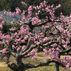 お花見/桜/春うらら いつもの吉原分校から近くを探索していたら…(4枚目)
