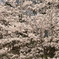一年生/卒業/出会い/別れ/春/桜 🌸桜🌸
綺麗 癒されます❣️
春満開 爛…(2枚目)