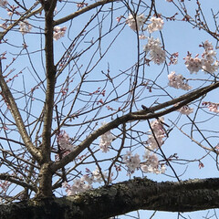 お花見/春うらら/桜 職場の桜🌸
まだこんな感じです。
昨日は…(2枚目)