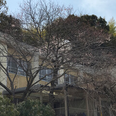 お花見/春うらら/桜 職場の桜🌸
まだこんな感じです。
昨日は…(3枚目)