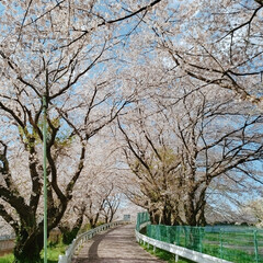 花見/癒し/さくら/きれい/風景/お出かけ/... 通り過ぎた春(3枚目)