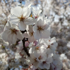 花見/癒し/さくら/きれい/風景/お出かけ/... 通り過ぎた春(1枚目)