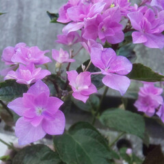 紫陽花/ガーデニング 今年も
紫陽花が咲き始めました♪


「…(1枚目)