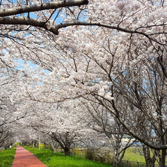 満開/お花見/春が好き/お散歩コース/お花見スポット/お花見日和/... 
お散歩コースは🌸満開🎶

(3枚目)