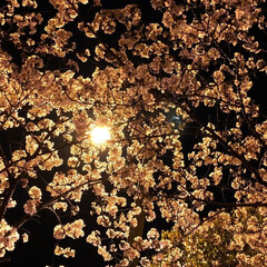 夜桜/お花見巡り/お花見スポット/写真好き/カメラ女子/カメラ部/... 
夜桜🌸

(2枚目)