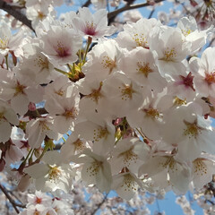 満開/お花見/春が好き/お散歩コース/お花見スポット/お花見日和/... 
お散歩コースは🌸満開🎶

(4枚目)