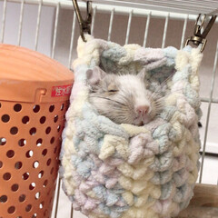 デグー エキゾチックアニマル 小動物/おやすみショット 手作り寝袋の中でスヤスヤ😳
ヒーターの横…(1枚目)