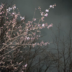 ピンク 桜🌸咲きました！(1枚目)