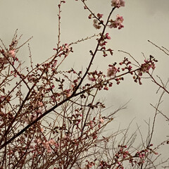 ピンク 桜🌸咲きました！(2枚目)