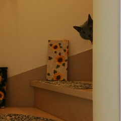 ロシアンブルー/階段/猫 我が家の階段は、猫のレオ君のかくれんぼス…(1枚目)