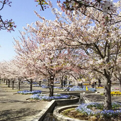 トイプードル部/トイプードル/春のフォト投稿キャンペーン/LIMIAペット同好会/わんこ同好会/風景/... まだこんなに桜が🌸🌸
綺麗な公園見～つけた(2枚目)
