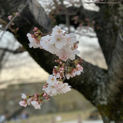 桜/春の一枚 今日の一枚 ♥
ちらほら桜が咲き始めてた…(1枚目)