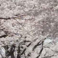 夜の森の桜/桜のトンネル 🌸夜の森の🌸
樹令100年のソメイヨシノ…(3枚目)