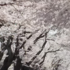 夜の森の桜/桜のトンネル 🌸夜の森の🌸
樹令100年のソメイヨシノ…(2枚目)