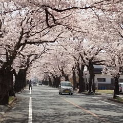 夜の森の桜/桜のトンネル 🌸夜の森の🌸
樹令100年のソメイヨシノ…(4枚目)