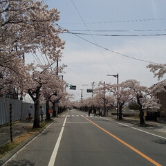 夜の森の桜/桜のトンネル 🌸夜の森の🌸
樹令100年のソメイヨシノ…(1枚目)