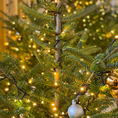 クリスマスツリー/クリスマス/クリスマス2019/リミアの冬暮らし 🎄🌟(1枚目)
