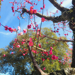 花/カメラ/LIMIAペット同好会/フォロー大歓迎/ペット/ペット仲間募集/... 奈良公園に
梅が咲いていました~♪

夜…(1枚目)