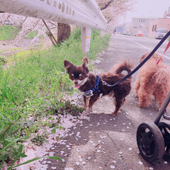 犬/ペット/桜/春/散歩 いつもカメラ目線の
チワワのレオ君☆

…(1枚目)