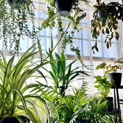 オリヅルランランナー/オリヅルラン/観葉植物のある暮らし/ハンギンググリーン/インテリアグリーン/植物と暮らす/... 奥の窓際にいる我が家のオリヅルラン。
立…(4枚目)