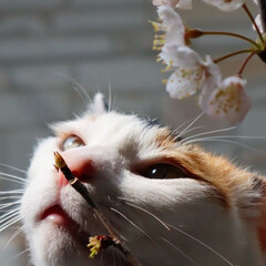 猫/にゃんこ同好会/小さい春/春の一枚/うちの子ベストショット さくらんぼの花と小梅💕(1枚目)