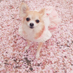 おでかけワンショット 🌸桜の絨毯🌸
桜は散っても美しいです。(1枚目)