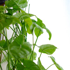 シンゴニウム/ダイソーの観葉植物/ダイソー購入品/カメラ/カメラ目線/観葉植物のある暮らし/... 夫がカメラを引っ張り出して来て、
撮った…