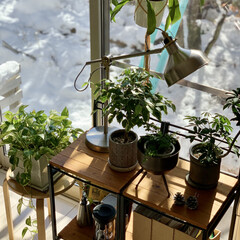 IKEA/棚リメイク/観葉植物のある暮らし/冬の庭/窓から見える景色/棚/... このところ雪の降る日が続いてます❄️
雪…(1枚目)