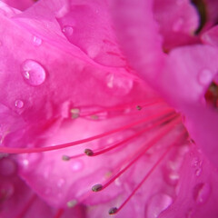 しずく/雨上がりの朝/道端の花/おしゃれ/こどもの日/母の日/... 道端の花🌸パート２です
これも先日、雨上…(2枚目)