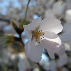 若葉🌱/桜/星空/おでかけ/暮らし 初めの写真は夕暮れの頃西の空に輝いていた…(4枚目)