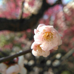 ピンク/お出かけ/春の花/暮らし/春色 今日も天気が良かったので、とはいえ
マス…(6枚目)