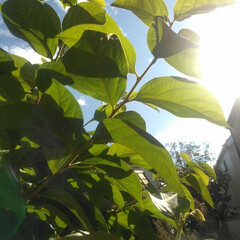 柿の木/葡萄棚/風景/うろこ雲/秋/おでかけ/... 今朝の風景です
朝の光りがめっきりやわら…(3枚目)