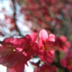 ピンク/お出かけ/春の花/暮らし/春色 今日も天気が良かったので、とはいえ
マス…(3枚目)