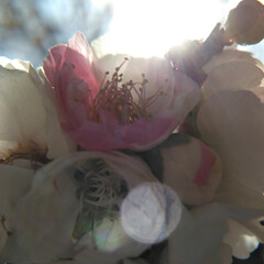 ピンク/お出かけ/春の花/暮らし/春色 今日も天気が良かったので、とはいえ
マス…(4枚目)