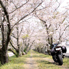 春のフォト投稿キャンペーン/フォロー大歓迎/旅行/風景 桜のトンネルとバイクと私(1枚目)