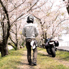 春のフォト投稿キャンペーン/フォロー大歓迎/旅行/風景 桜のトンネルとバイクと私(2枚目)