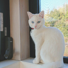 白ネコ/白ねこ/白ねこ同好会/白猫/LIMIAペット同好会/フォロー大歓迎/... はな、お気に入り写真。
ブルーの瞳が自慢…(2枚目)