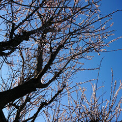 春のフォト投稿キャンペーン/はじめてフォト投稿/春/風景 先日撮影した我が家の梅の花。
青空に映え…(2枚目)