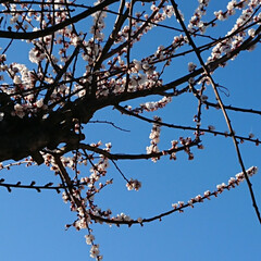 春のフォト投稿キャンペーン/はじめてフォト投稿/春/風景 先日撮影した我が家の梅の花。
青空に映え…(1枚目)