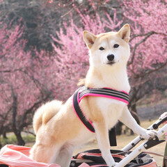 うちの子ベストショット/LIMIA/犬/柴犬/梅 森林公園で梅を見てきたよ☺️💓(1枚目)