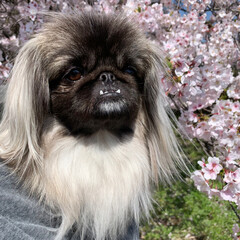 お花見/かわいい犬/ペキニーズフォーン/ペキニーズブラック/Pekingese/春のフォト投稿キャンペーン/... 🌸お花見🌸
(2枚目)