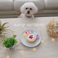 9歳/ケーキ/誕生日/LIMIAペット同好会/ペット/ペット仲間募集/... 今日は愛犬ミルクの9歳の誕生日🎂

これ…(1枚目)