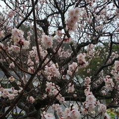 おでかけ/風景/小さい春 緑化センターに梅の花を見にきました♥️(1枚目)
