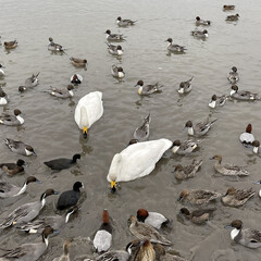 冬の湖/冬鳥 白鳥の湖のはずが…昼間は鴨の湖デス(2枚目)